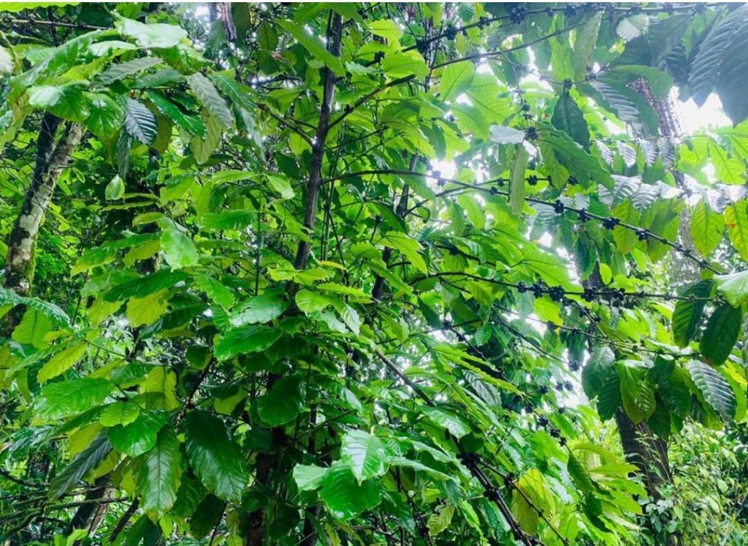 The Mountain Shades Resort Madikeri Luaran gambar